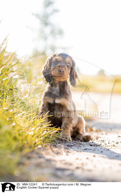 English Cocker Spaniel Welpe / English Cocker Spaniel puppy / MW-12241