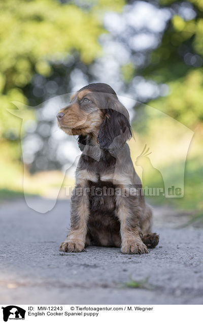 English Cocker Spaniel Welpe / English Cocker Spaniel puppy / MW-12243