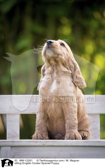 sitzender English Cocker Spaniel Welpe / sitting English Cocker Spaniel Puppy / MW-12261