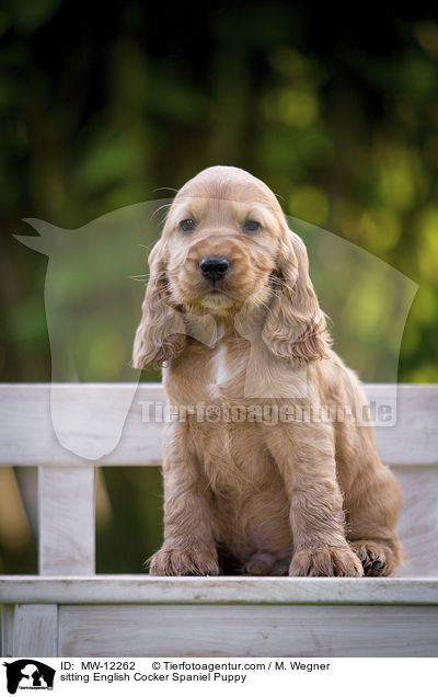 sitzender English Cocker Spaniel Welpe / sitting English Cocker Spaniel Puppy / MW-12262