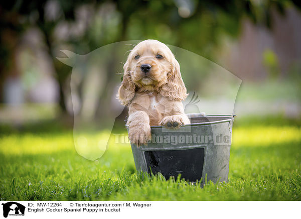 English Cocker Spaniel Welpe im Eimer / English Cocker Spaniel Puppy in bucket / MW-12264