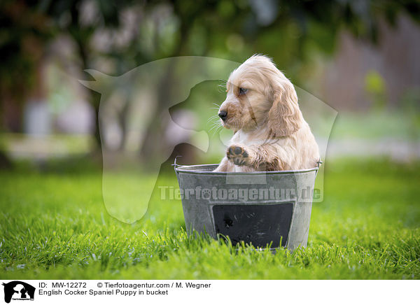English Cocker Spaniel Welpe im Eimer / English Cocker Spaniel Puppy in bucket / MW-12272
