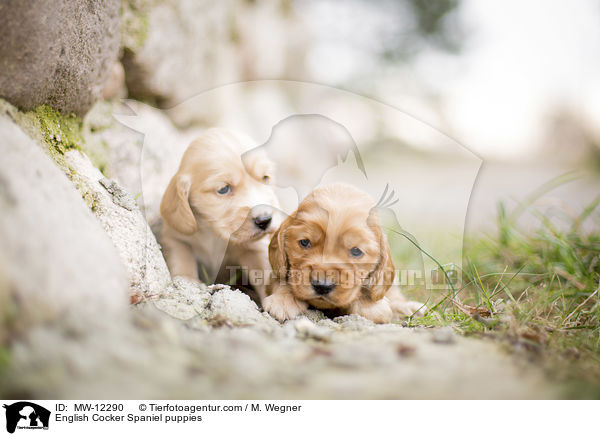 English Cocker Spaniel Welpen / English Cocker Spaniel puppies / MW-12290