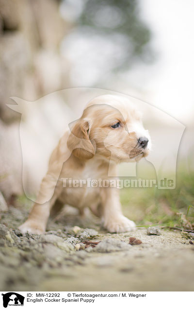 English Cocker Spaniel Welpe / English Cocker Spaniel Puppy / MW-12292