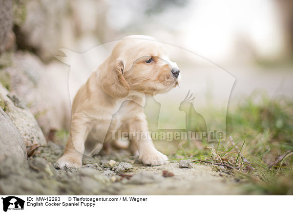 English Cocker Spaniel Welpe / English Cocker Spaniel Puppy / MW-12293
