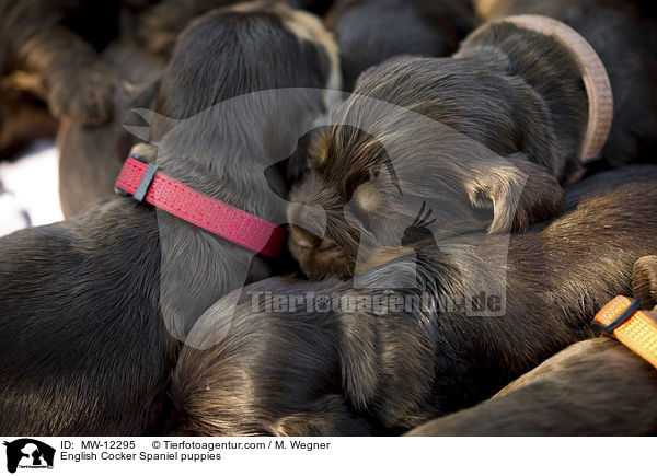 English Cocker Spaniel Welpen / English Cocker Spaniel puppies / MW-12295