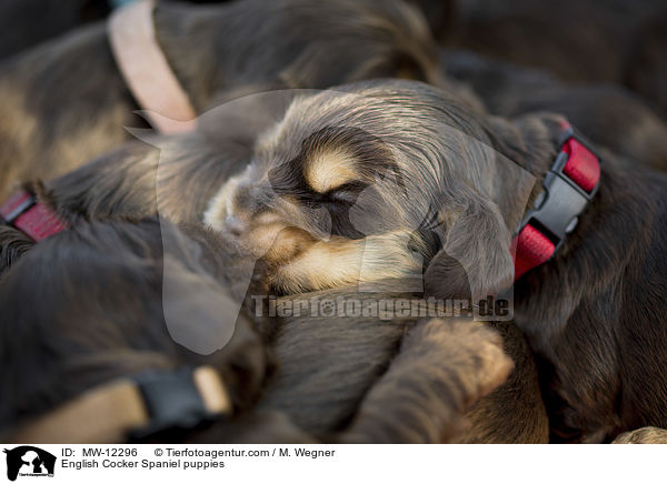 English Cocker Spaniel Welpen / English Cocker Spaniel puppies / MW-12296