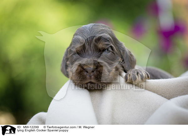 liegender English Cocker Spaniel Welpe / lying English Cocker Spaniel puppy / MW-12299