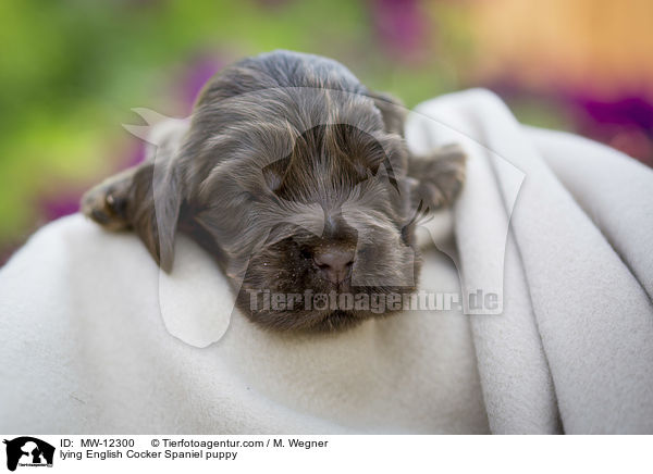 liegender English Cocker Spaniel Welpe / lying English Cocker Spaniel puppy / MW-12300