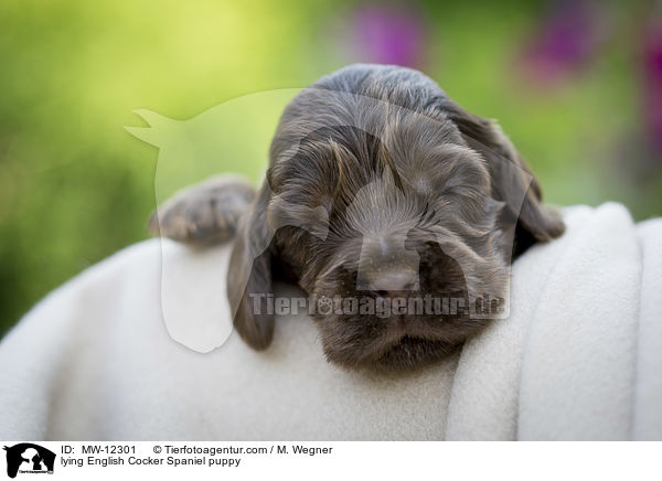 liegender English Cocker Spaniel Welpe / lying English Cocker Spaniel puppy / MW-12301