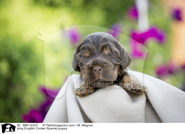 liegender English Cocker Spaniel Welpe / lying English Cocker Spaniel puppy / MW-12307