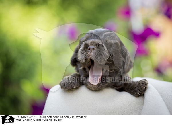 liegender English Cocker Spaniel Welpe / lying English Cocker Spaniel puppy / MW-12314
