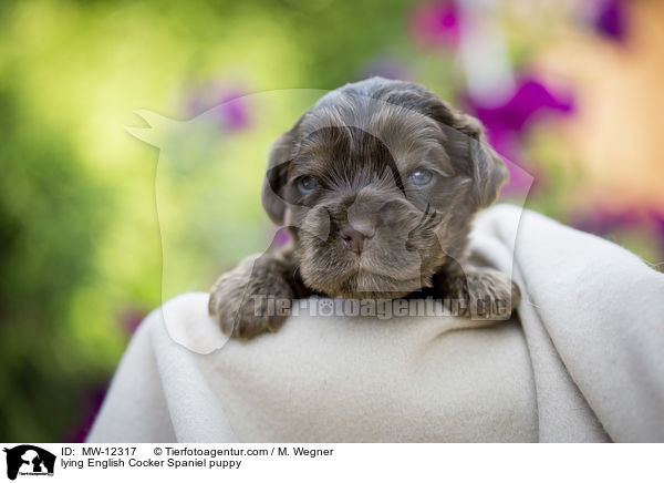 liegender English Cocker Spaniel Welpe / lying English Cocker Spaniel puppy / MW-12317