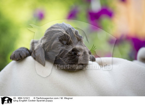 liegender English Cocker Spaniel Welpe / lying English Cocker Spaniel puppy / MW-12321