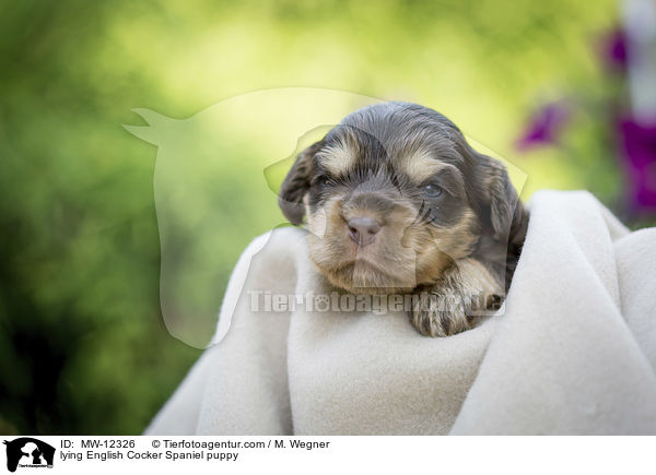 liegender English Cocker Spaniel Welpe / lying English Cocker Spaniel puppy / MW-12326