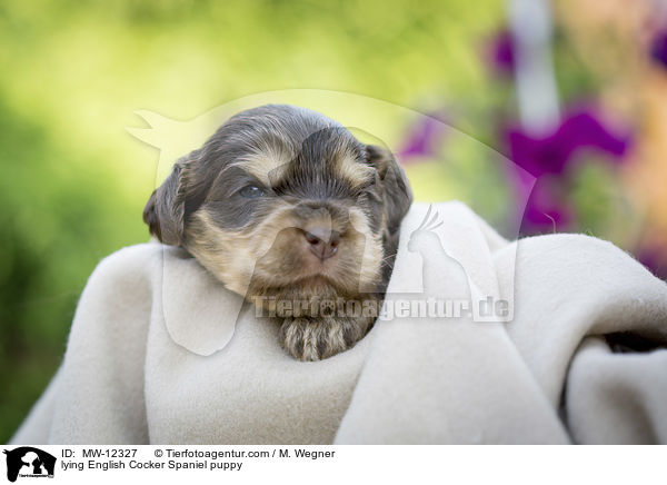 liegender English Cocker Spaniel Welpe / lying English Cocker Spaniel puppy / MW-12327