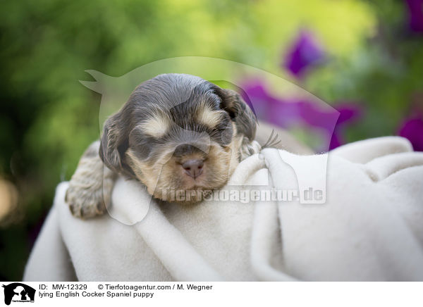 liegender English Cocker Spaniel Welpe / lying English Cocker Spaniel puppy / MW-12329