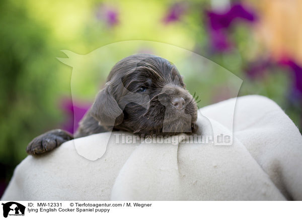 liegender English Cocker Spaniel Welpe / lying English Cocker Spaniel puppy / MW-12331