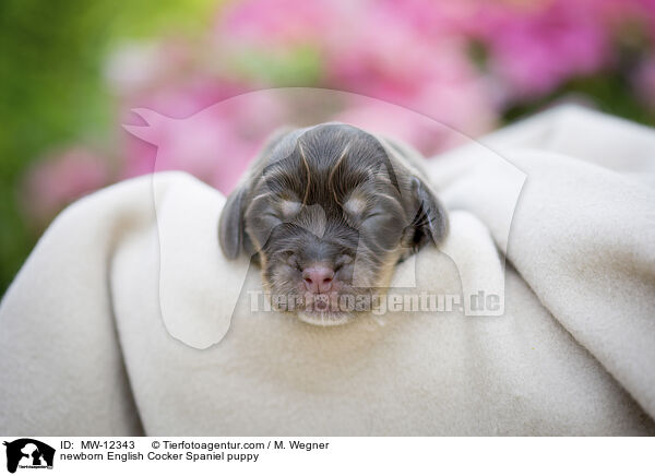 neugeborener English Cocker Spaniel Welpe / newborn English Cocker Spaniel puppy / MW-12343