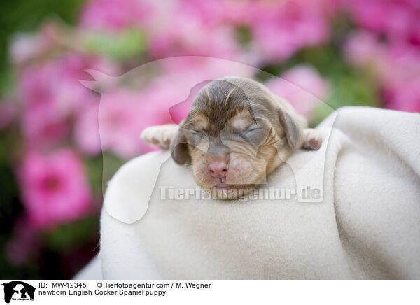 newborn English Cocker Spaniel puppy / MW-12345