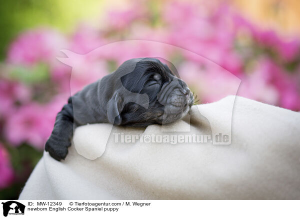 neugeborener English Cocker Spaniel Welpe / newborn English Cocker Spaniel puppy / MW-12349