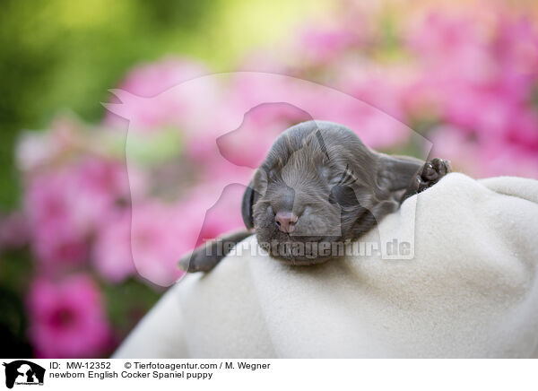 neugeborener English Cocker Spaniel Welpe / newborn English Cocker Spaniel puppy / MW-12352