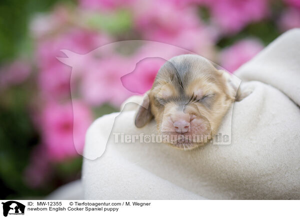 neugeborener English Cocker Spaniel Welpe / newborn English Cocker Spaniel puppy / MW-12355