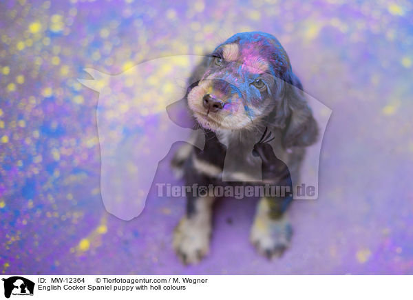 English Cocker Spaniel Welpe mit Holifarben / English Cocker Spaniel puppy with holi colours / MW-12364