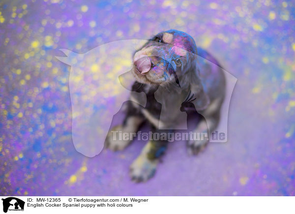 English Cocker Spaniel Welpe mit Holifarben / English Cocker Spaniel puppy with holi colours / MW-12365