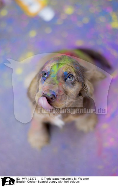 English Cocker Spaniel puppy with holi colours / MW-12376