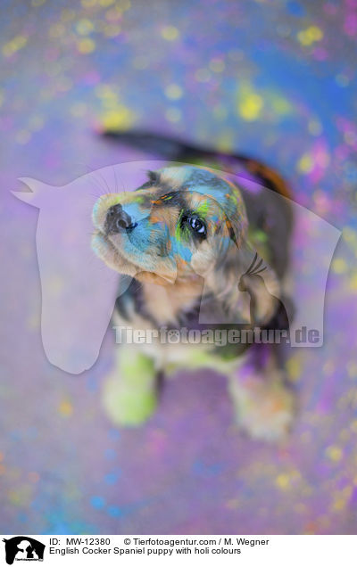 English Cocker Spaniel puppy with holi colours / MW-12380