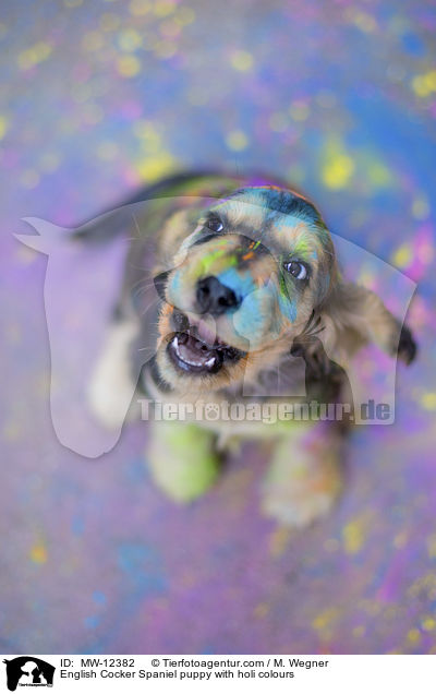 English Cocker Spaniel puppy with holi colours / MW-12382