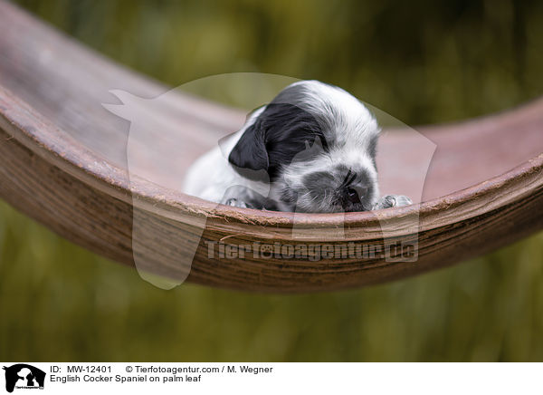 English Cocker Spaniel Welpe auf Palmblatt / English Cocker Spaniel on palm leaf / MW-12401