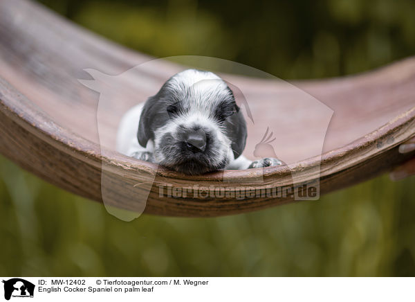 English Cocker Spaniel Welpe auf Palmblatt / English Cocker Spaniel on palm leaf / MW-12402