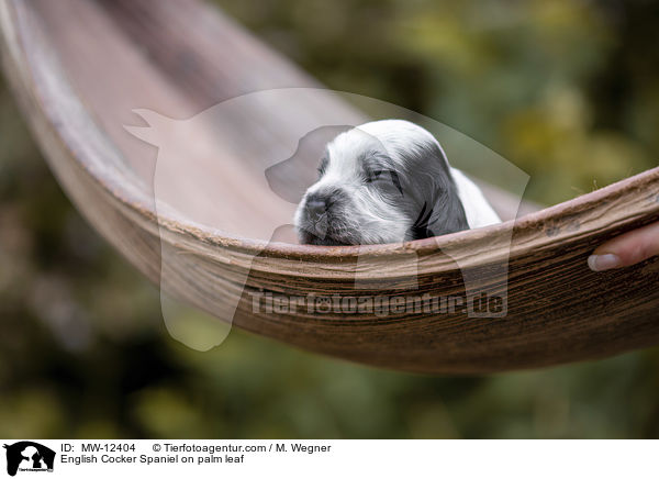 English Cocker Spaniel Welpe auf Palmblatt / English Cocker Spaniel on palm leaf / MW-12404