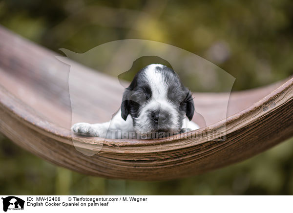 English Cocker Spaniel Welpe auf Palmblatt / English Cocker Spaniel on palm leaf / MW-12408