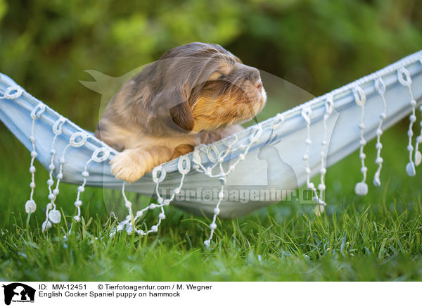 English Cocker Spaniel Welpe auf Hngematte / English Cocker Spaniel puppy on hammock / MW-12451