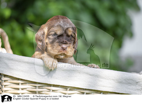 English Cocker Spaniel Welpe im Krbchen / English Cocker Spaniel Puppy in a basket / MW-12455