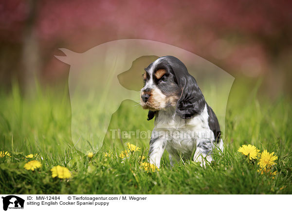 sitzender English Cocker Spaniel Welpe / sitting English Cocker Spaniel puppy / MW-12484
