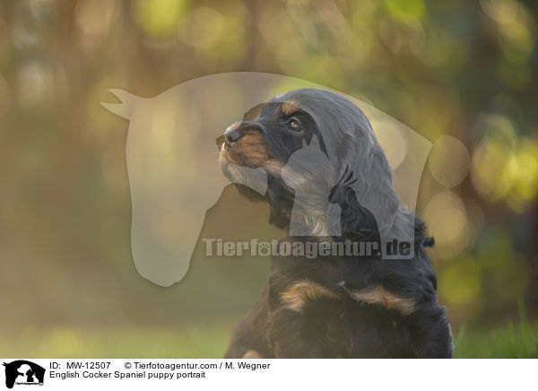 English Cocker Spaniel Welpe Portrait / English Cocker Spaniel puppy portrait / MW-12507