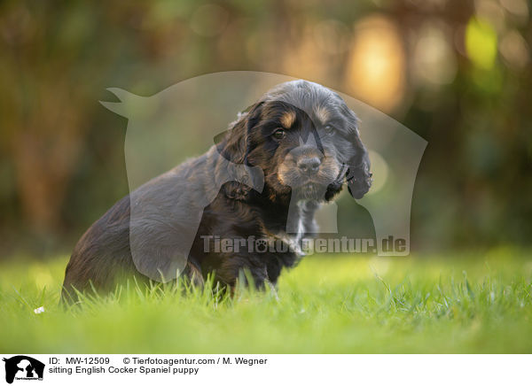 sitzender English Cocker Spaniel Welpe / sitting English Cocker Spaniel puppy / MW-12509