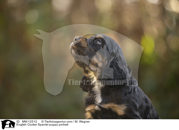English Cocker Spaniel Welpe Portrait / English Cocker Spaniel puppy portrait / MW-12512