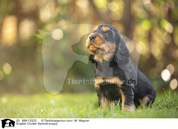 English Cocker Spaniel Welpe / English Cocker Spaniel puppy / MW-12522