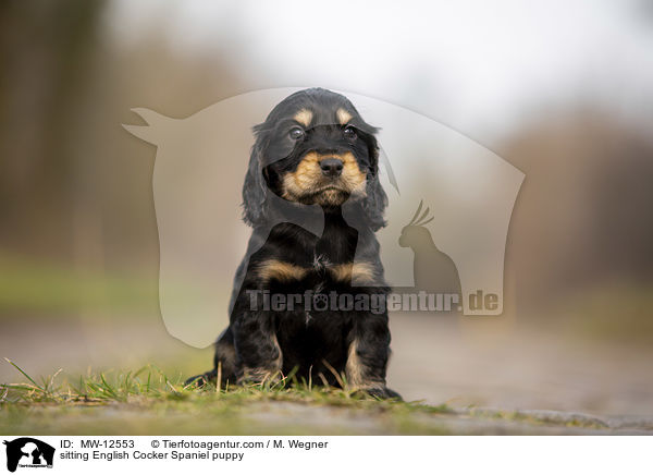 sitzender English Cocker Spaniel Welpe / sitting English Cocker Spaniel puppy / MW-12553