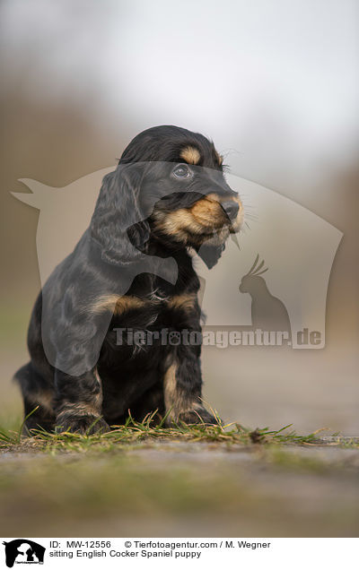 sitzender English Cocker Spaniel Welpe / sitting English Cocker Spaniel puppy / MW-12556