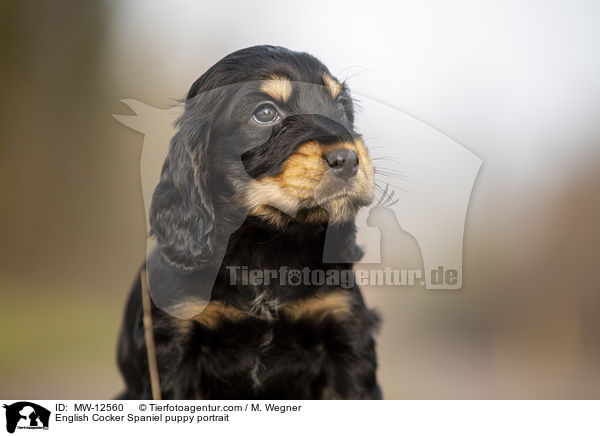 English Cocker Spaniel Welpe Portrait / English Cocker Spaniel puppy portrait / MW-12560