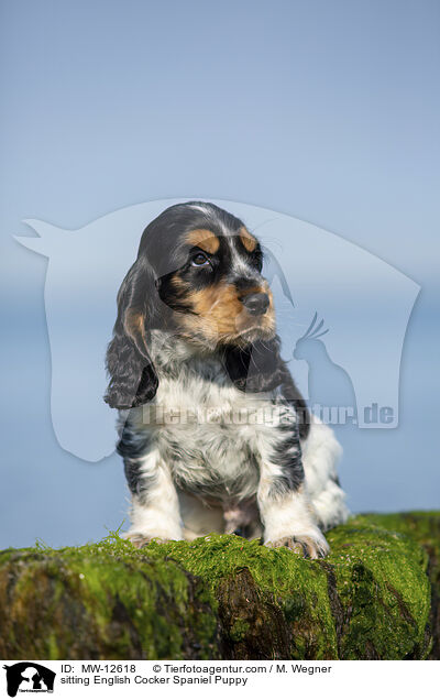 sitzender English Cocker Spaniel Welpe / sitting English Cocker Spaniel Puppy / MW-12618