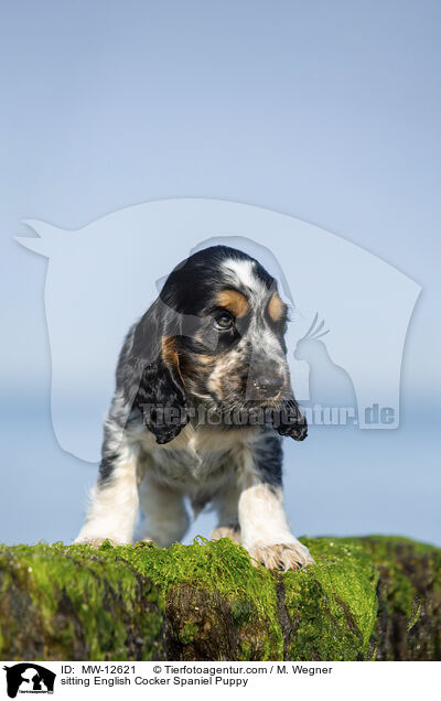 sitzender English Cocker Spaniel Welpe / sitting English Cocker Spaniel Puppy / MW-12621