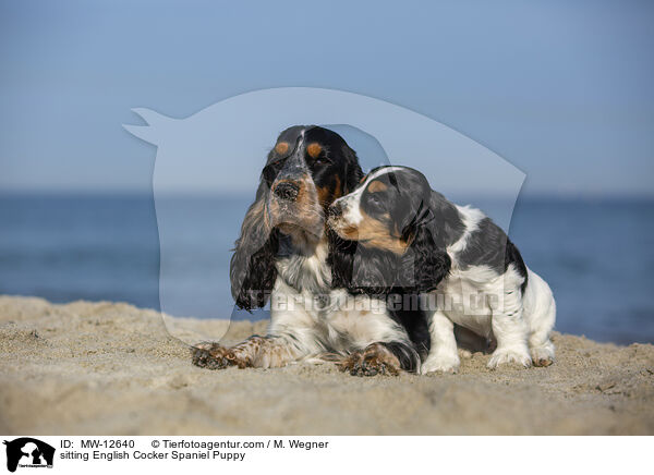 sitzender English Cocker Spaniel Welpe / sitting English Cocker Spaniel Puppy / MW-12640