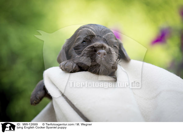 liegender English Cocker Spaniel Welpe / lying English Cocker Spaniel puppy / MW-12689